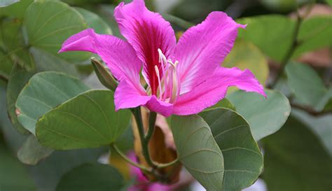 樟樹 風水|香港植物標本室